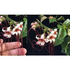 Strophanthus preussii 393 по 2500р