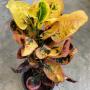 Codiaeum Khun Chang Kao Hor