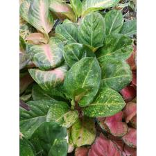 Aglaonema P-27 KumlaiYok 