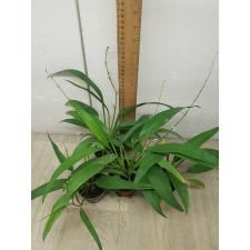 Chlorophytum bichetii