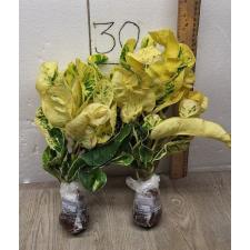 Codiaeum A53 Thong lor