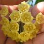 Hoya blashernaezii              483