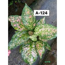 Aglaonema Look Sethi A-124