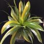Pandanus dubius variegated