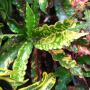 Codiaeum Ma Ha Larb