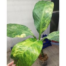 dieffenbachia sp Yellow variegated N1 по 2500p