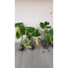 Polyscias sp.(T09) variegated Japan 232 по 3500р