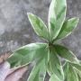 Croton stellatopilosus variegated