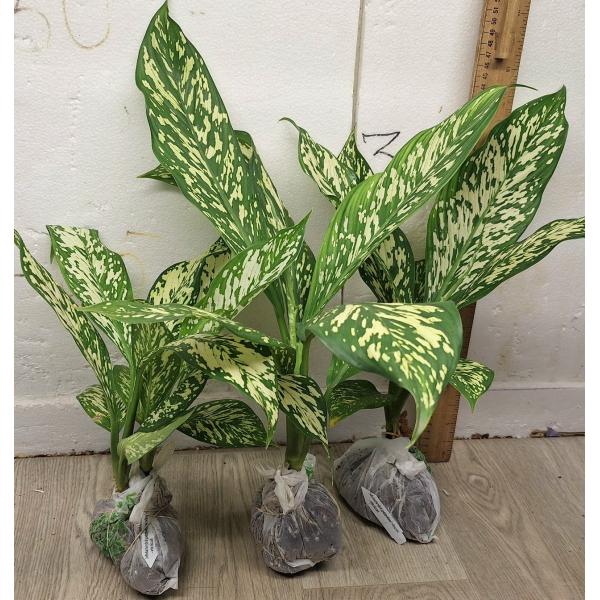 Диффенбахия Вайт Близзард. / Dieffenbachia White Blizzard