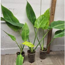 Филодендрон Калкин Голд. / Philodendron calkins gold (М)