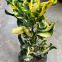 Codiaeum Soi Pitoon