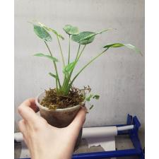 alocasia cucullata variegated pot 2200p