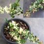 Feroniella lucida dwarf variegated