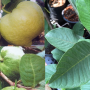 Psidium guajava 'Shui Mi' (seedless) Taiwan
