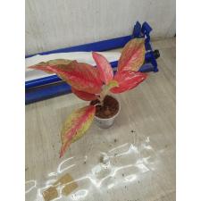 Aglaonema SP-14 Red Queen pot