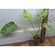 Филодендрон Гигантеум варегатный. / philodendron giganteum variegated (S)