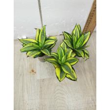 Sansevieria golden Hahnii