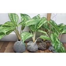 Аглаонема 3 Бриллианта / Aglaonema 3 diamonds A-4