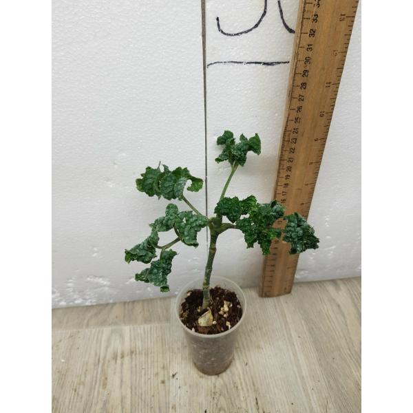 Polyscias guifoylei 'Crispa' S