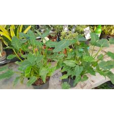 Филодендрон Ксанаду / Philodendron Xanadu
