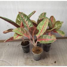 Aglaonema NEW11 BanLung стакан