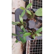 Hoya Gracilis 150p