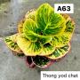 Codeium A63 Thong yod chat