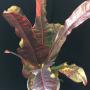Codiaeum Giant.