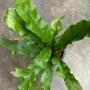 Polypodium musifolium Crested.