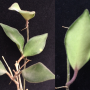 Hoya sp.795 (aff. burtoniae)(#795).