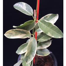 Stephanotis Floribunda 'alpine' 12 cm pot