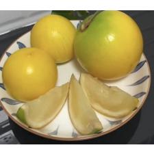 Pouteria caimito (Abiu)(seedling) 212