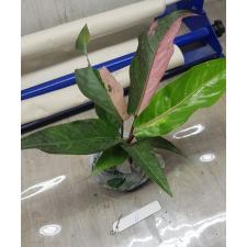 Anthurium variegated sp 6