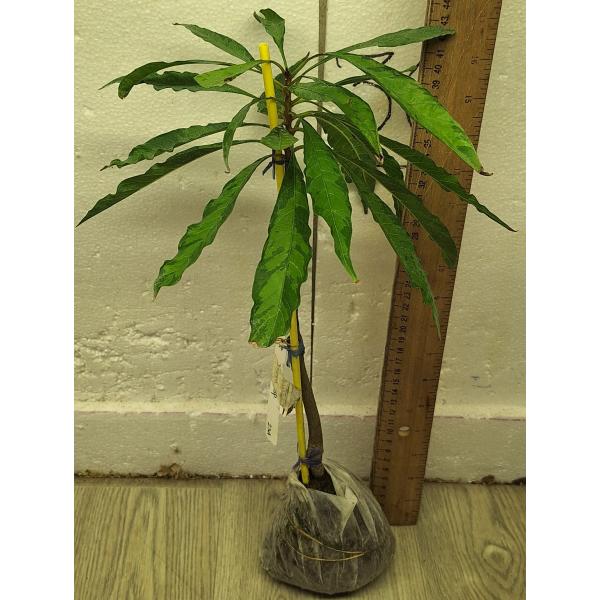 Поутерия кампечиана (Мексика)(Желтая варегатность)(Привитый) / Pouteria campechiana (Mexico)(yellow variegated)(grafted) 234