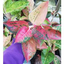 Aglaonema Suksom yellow A-146