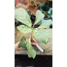 Aglaonema Ik Kew Sung 6 okt. Уценка 1300p