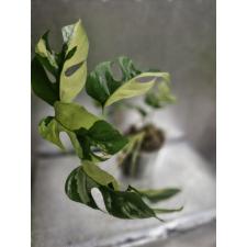 Monstera 'Miniature' (variegated) Rhaphidophora tetrasperma variegated - 