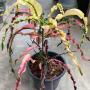 Codiaeum Pra Luk (L)