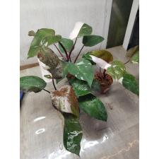 Philodendron Red addison