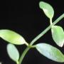 Dischidia sp.711 ' Hat Yai ' Southern Thailand          711