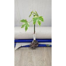 Cnidoscolus aconitifolius variegated 61  1500p
