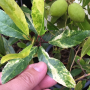 Elaeocarpus hygrophilus variegated.