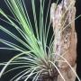 T. juncifolia (brown leaf) 154