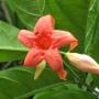 Wrightia dubia (red flower) (Log in: Wrightia sp.)