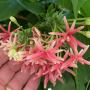 Quisqualis indica (double flower)