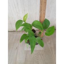epipremnum aureum s