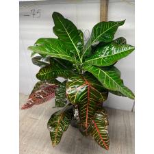 Codiaeum Tri Noosara 79 (L)