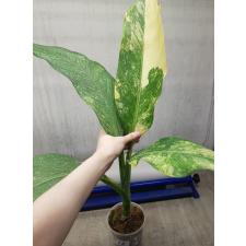 dieffenbachia sp Yellow variegated pot 3а