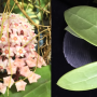 Hoya parasitica (pink)(#885).