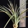 T. tenuifolia 'Amethyst' 257